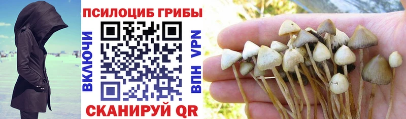 мориарти как зайти  закладки  Стародуб  Псилоцибиновые грибы GOLDEN TEACHER 